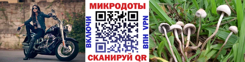 как найти наркотики  blacksprut зеркало  Псилоцибиновые грибы мицелий  Волосово 